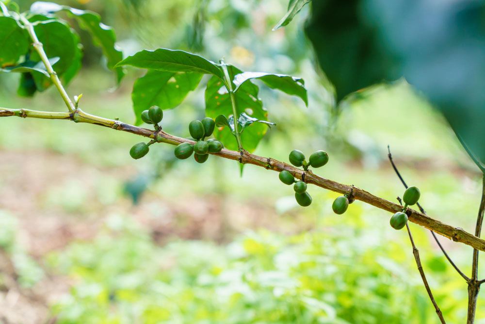 beans-coffee-branch-coffee-arabica The origin of taste: where does your favorite coffee come from?