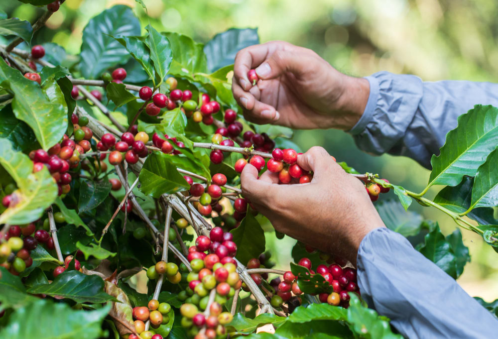 Harvest-berries-Coffee-Main Der Ursprung des Geschmacks: Wo kommt Ihr Lieblingskaffee her?