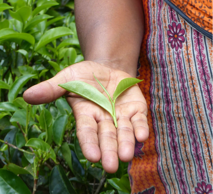 black-tea-cocoa-tchai-srilanka-fair-trade-organic-2 Organic fair trade cocoa